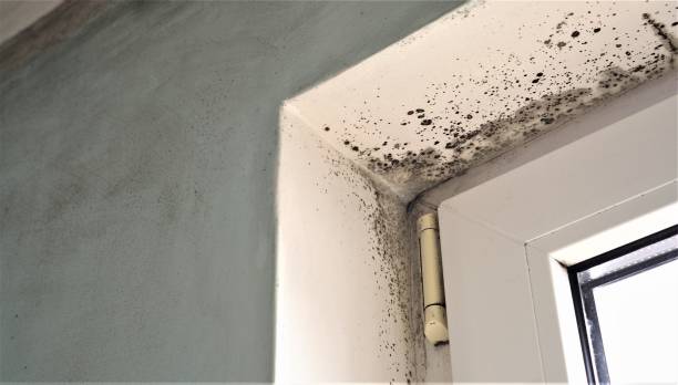 Asbestos and Lead Testing During Mold Inspection in Landrum, SC