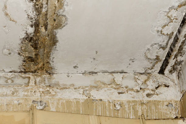 Trusted Landrum, SC Mold Removal Experts