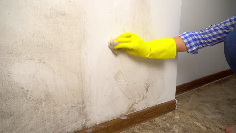  Landrum, SC Mold Removal Pros