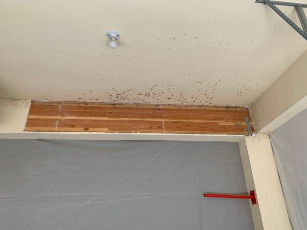 Best Black Mold Removal  in Landrum, SC