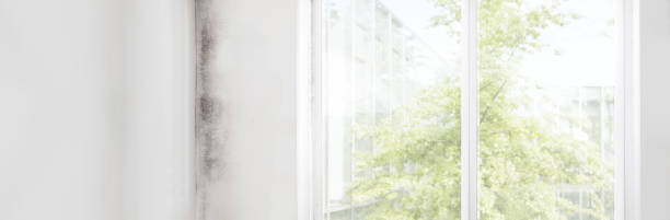 Best Mold Remediation for Healthcare Facilities  in Landrum, SC