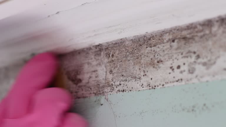 Best Mold Damage Restoration  in Landrum, SC